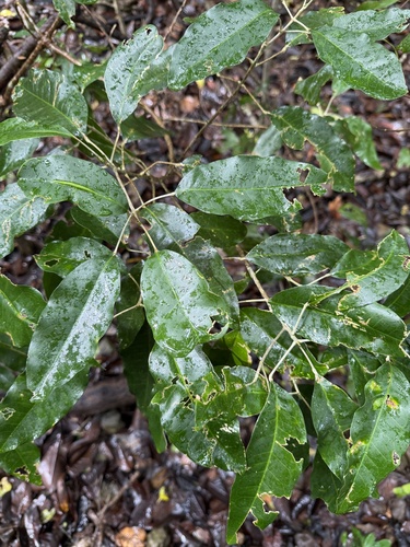 Sarcomelicope simplicifolia observed 2026-10-23