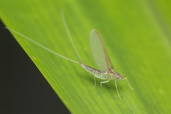 Cloeon bengalense