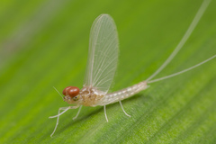 Cloeon bengalense