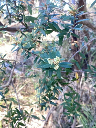 Monotoca elliptica observed 2026-10-24