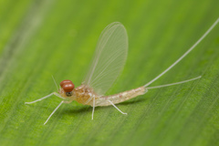 Cloeon bengalense