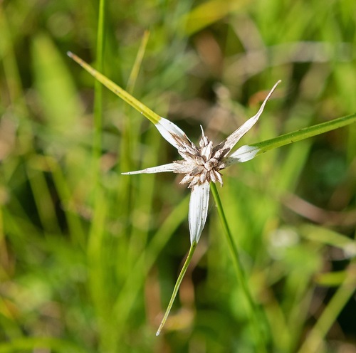 Rhynchospora colorata observed 2026-10-23