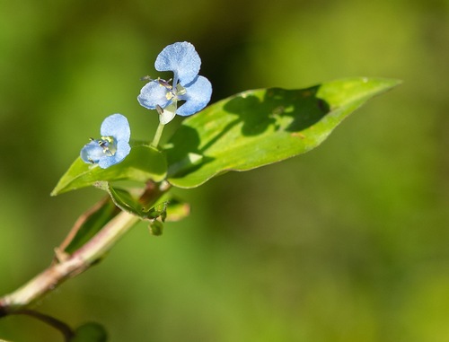 Commelina diffusa observed 2026-10-23