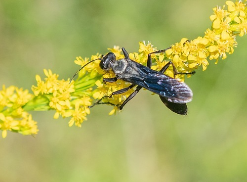 Great Black Digger Wasp