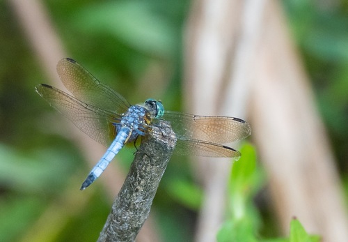 Blue Dasher photograph by the iNaturalist community