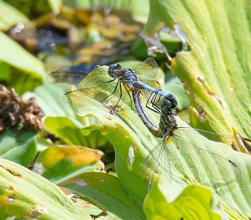Blue Dasher photograph by the iNaturalist community