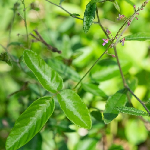 Desmodium incanum observed 2026-10-23