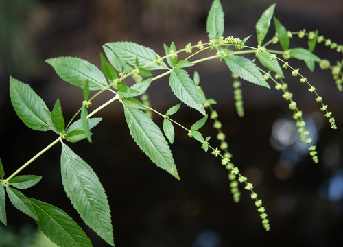 Condea verticillata observed 2026-10-23