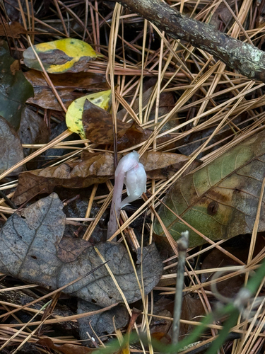 Ghost Pipe photograph by the iNaturalist community