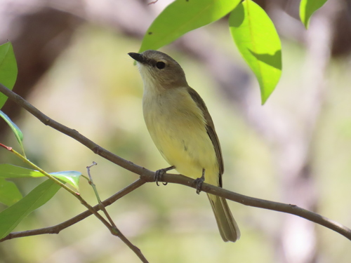 Pachycephala simplex observed 2026-10-07