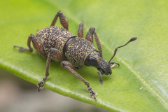 Metapocyrtus adspersus