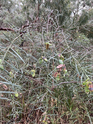 Acacia suaveolens observed 2026-10-24