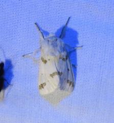 Euerythra trimaculata