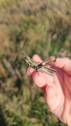 Admirable Grasshopper