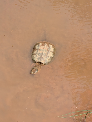 Common Snapping Turtle photograph by the iNaturalist community