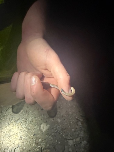 Southwestern Blackhead Snake
