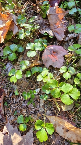 Coptis trifolia, 2026-10-22