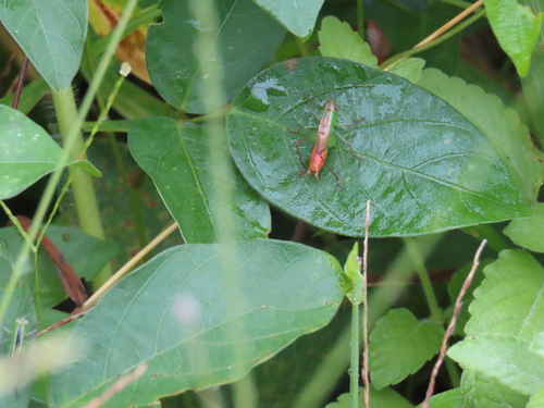 Conocephalus saltator, 2026-10-23