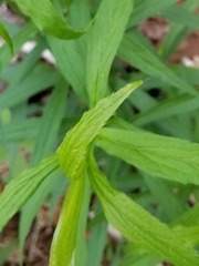Solidago canadensis canadensis
