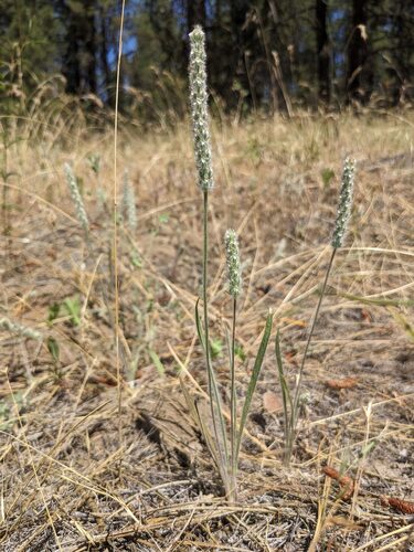Plantago patagonica