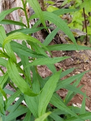 Solidago canadensis canadensis