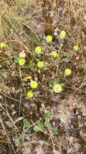 Trifolium campestre observed 2026-10-24