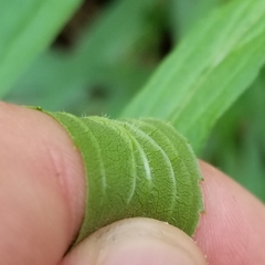 Solidago canadensis canadensis