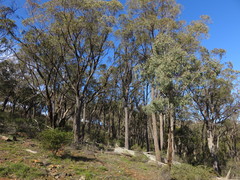 Eucalyptus macrorhyncha