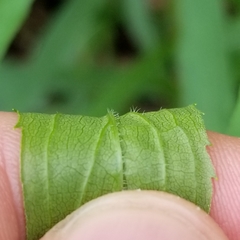 Solidago canadensis canadensis