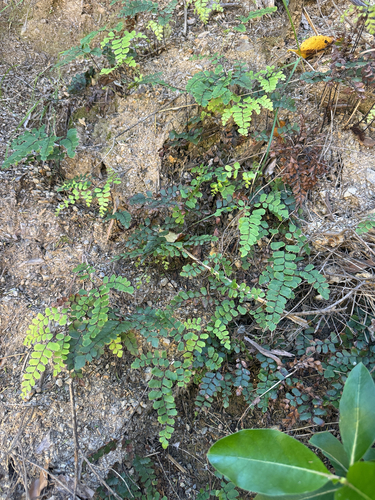 Adiantum formosum observed 2026-10-24