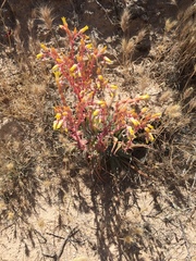 Dudleya saxosa collomiae