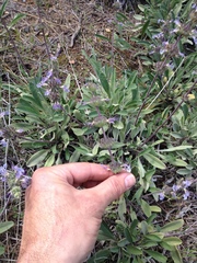 Salvia sonomensis