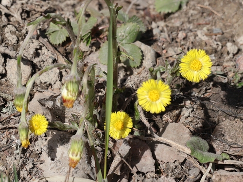 colt's-foot photograph by the iNaturalist community