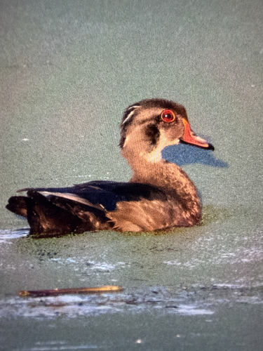 iNaturalist image
