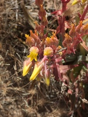 Dudleya saxosa collomiae