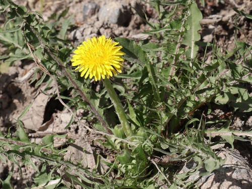 common dandelion photograph by the iNaturalist community