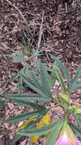 Hibiscus heterophyllus observed 2026-10-24