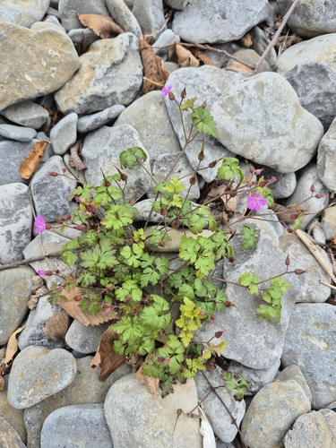 Herb Robert photograph by the iNaturalist community