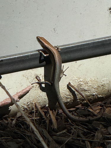 Lampropholis delicata observed 2026-10-24