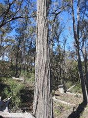 Eucalyptus macrorhyncha