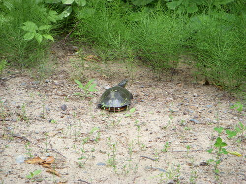 Painted Turtle photograph by the iNaturalist community