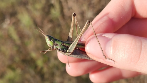Admirable Grasshopper