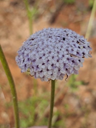 Trachymene coerulea observed 2026-10-24