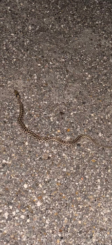 Checkered Garter Snake