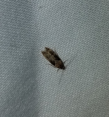 Chionodes mediofuscella