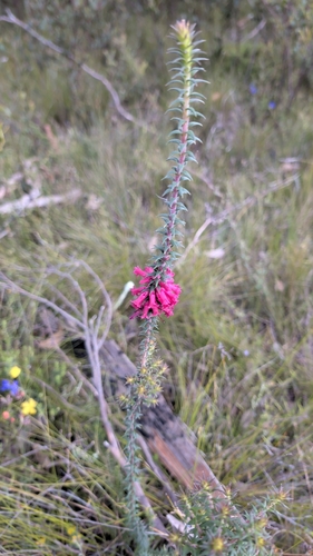 Epacris impressa observed 2026-10-24