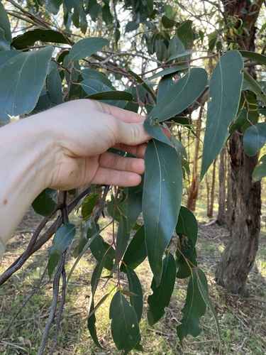 Eucalyptus obliqua observed 2026-10-21