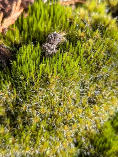 Campylopus introflexus observed 2026-10-23
