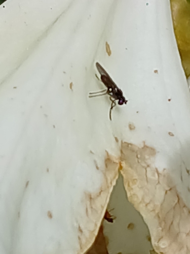 Hydrellia tritici observed 2026-10-24