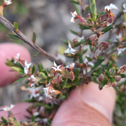 Leucopogon obovatus, 2026-10-23